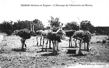 Maroc